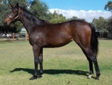 Free lease Brood mare